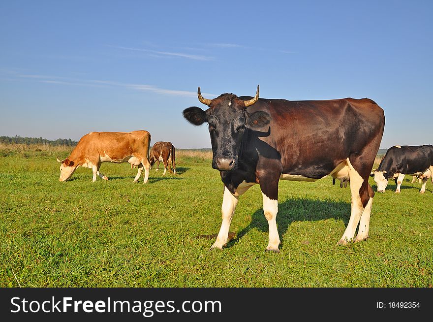 Cows On A Summer Pasture