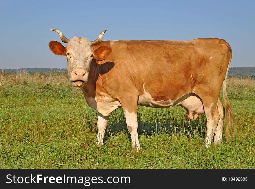 A cow on a summer pasture in a rural landscape under clouds