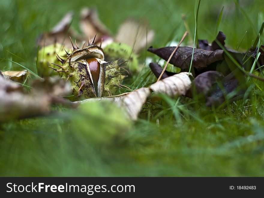 Horse-chestnuts (conkers) on grass - Autumn (Fall) still-life; strong differential focus. Horse-chestnuts (conkers) on grass - Autumn (Fall) still-life; strong differential focus