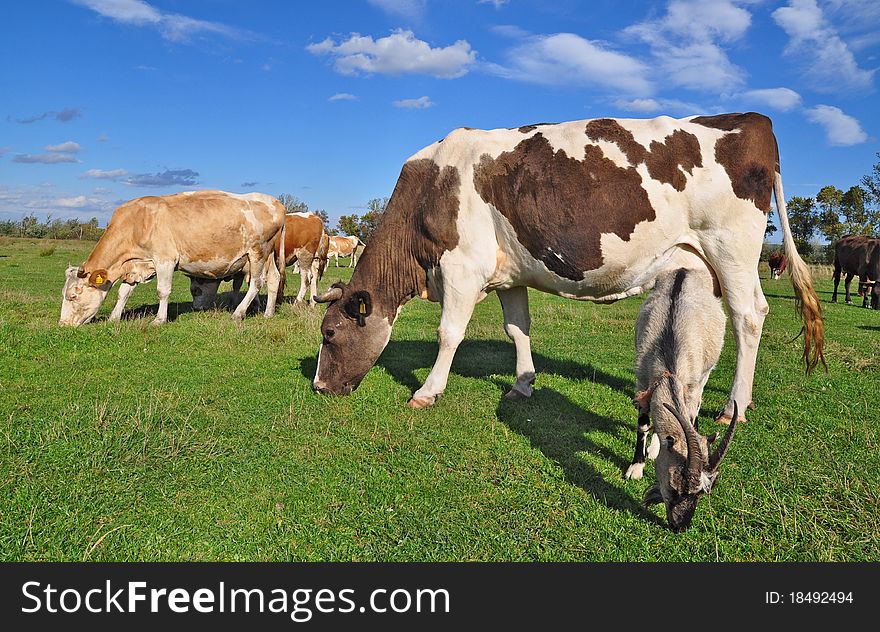 Cows On A Summer Pasture