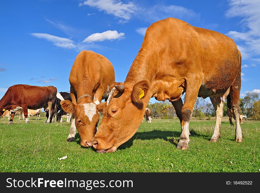 Cows on a summer pasture