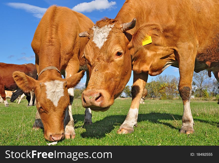 A cows on a summer pasture in a rural landscape under clouds