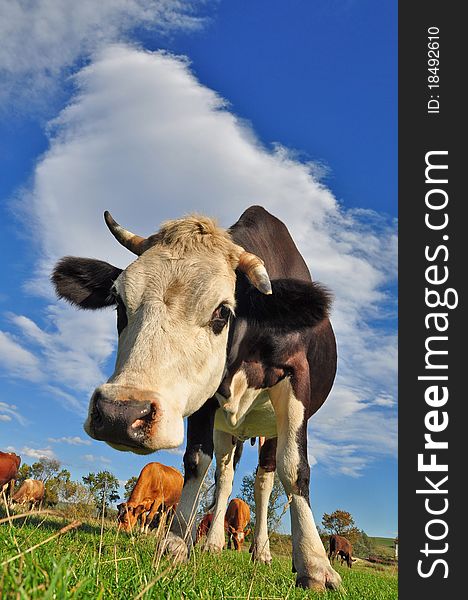 A cows on a summer pasture in a rural landscape under clouds