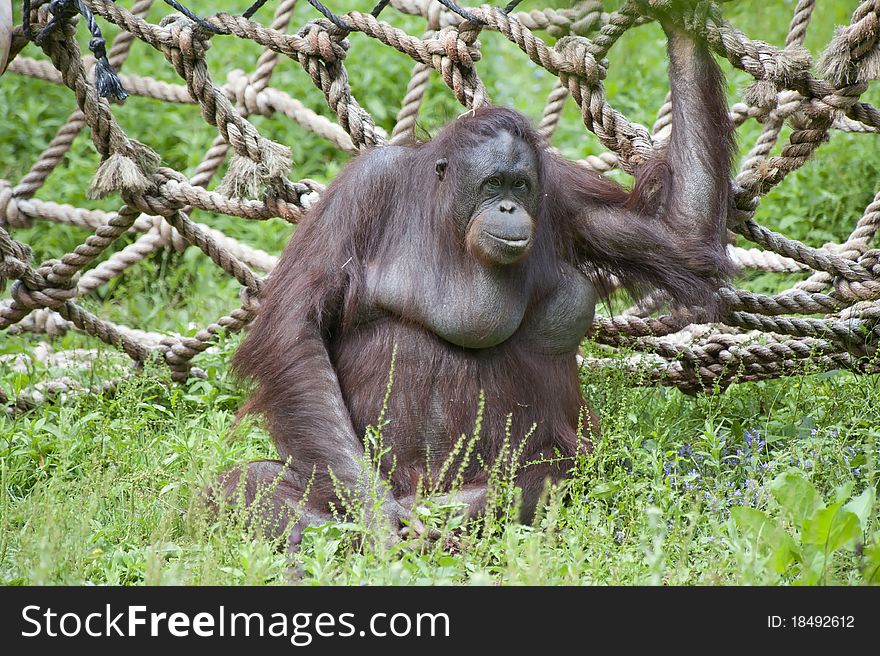 Orang Utan sitting on the ground