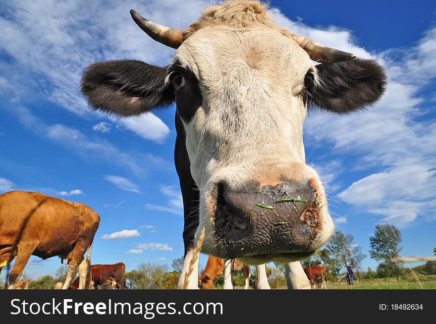 A cows on a summer pasture in a rural landscape under clouds