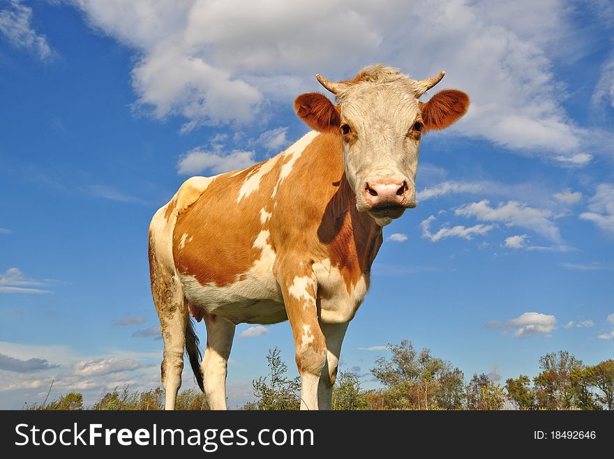 A cow on a summer pasture in a rural landscape under clouds