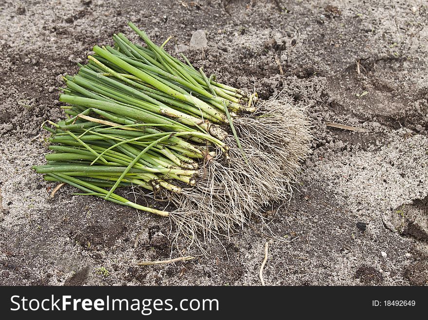 Garlic French (Allium porrum)