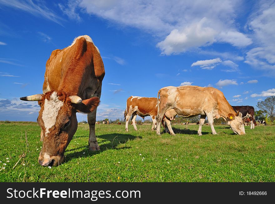 Cows on a summer pasture