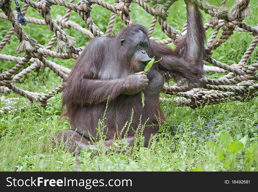 Orang Utan sitting on the ground eating