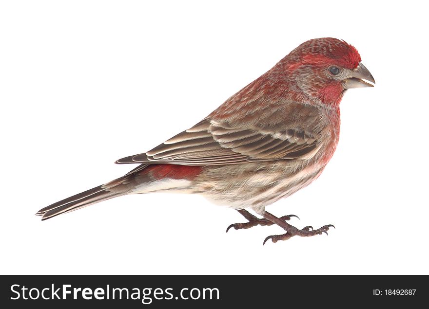 Male house finch, Carpodacus mexicanus, isolated on white