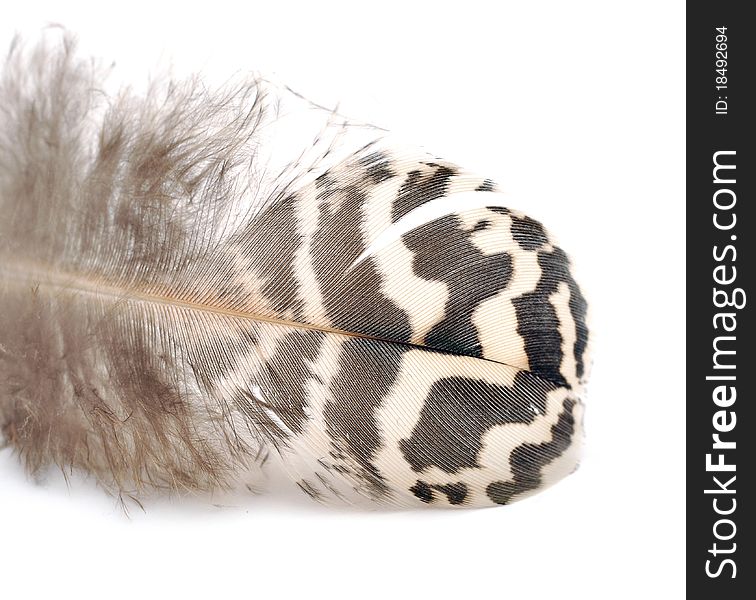 Bird feather isolated on white background