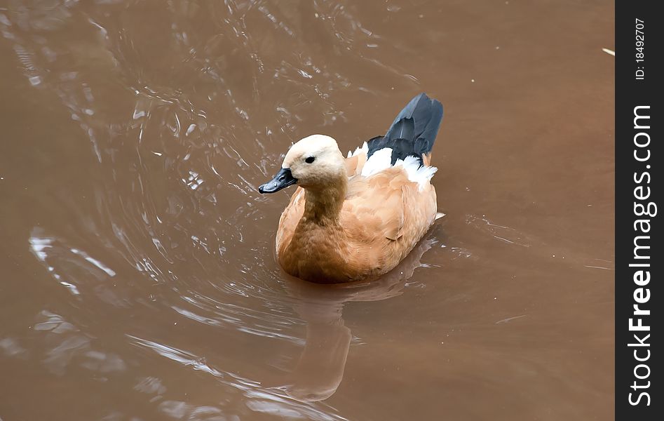 Ruddy Shelduck