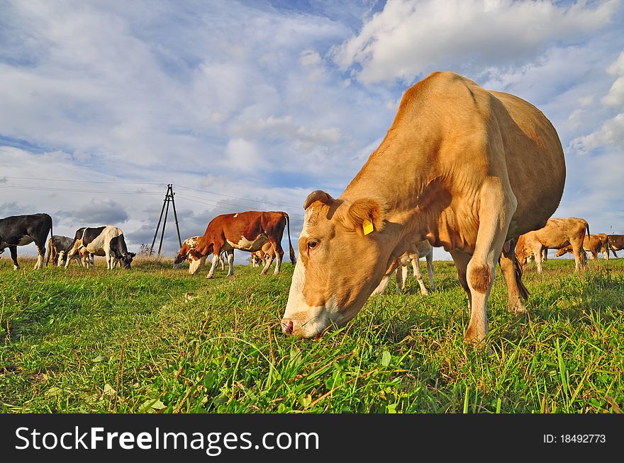 Cows On A Summer Pasture