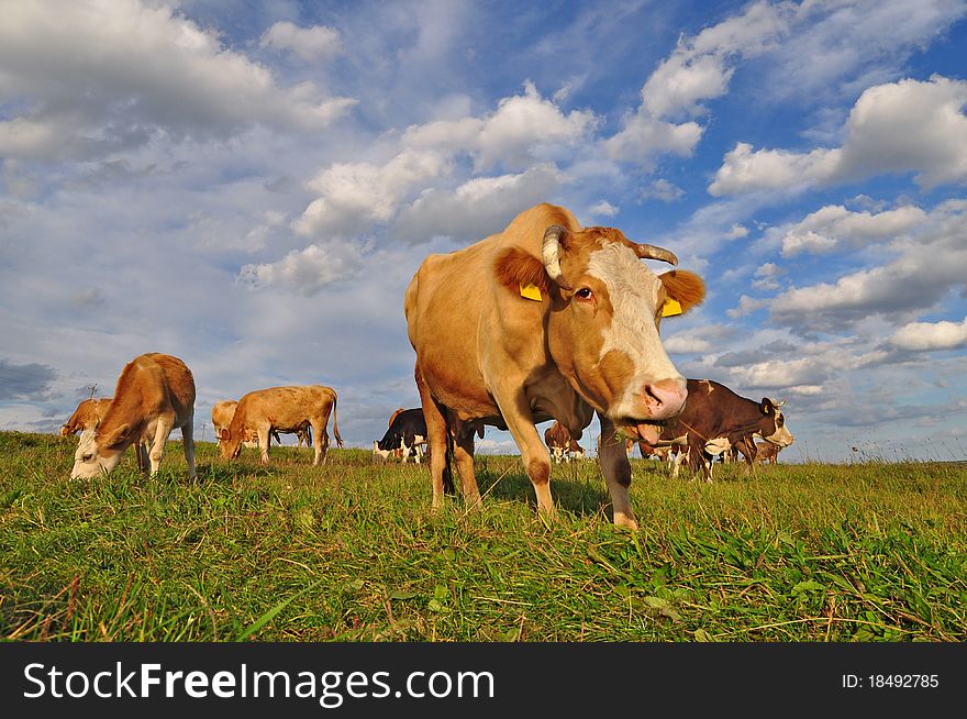 A cows on a summer pasture in a rural landscape under clouds