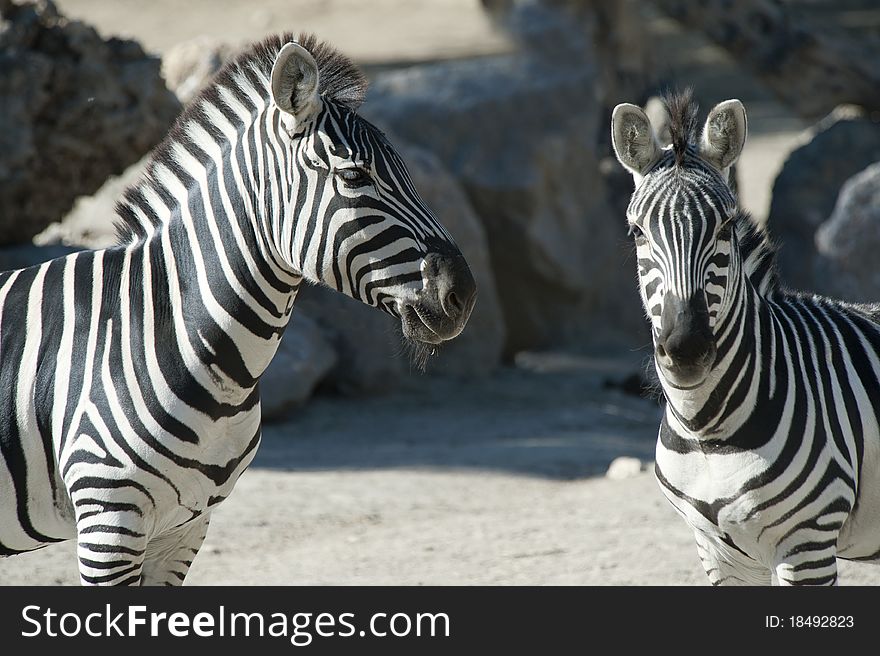 Two Zebras