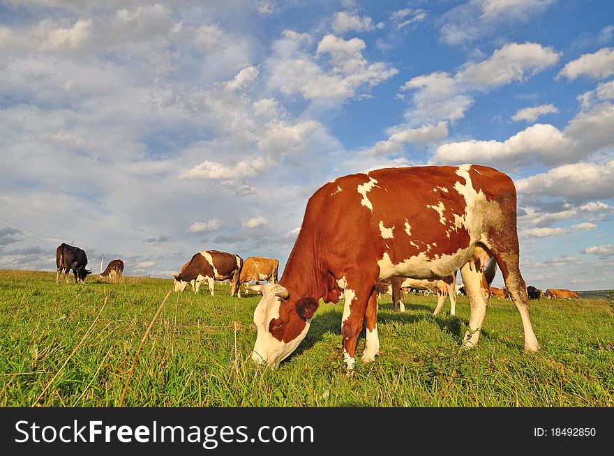 A cows on a summer pasture in a rural landscape under clouds