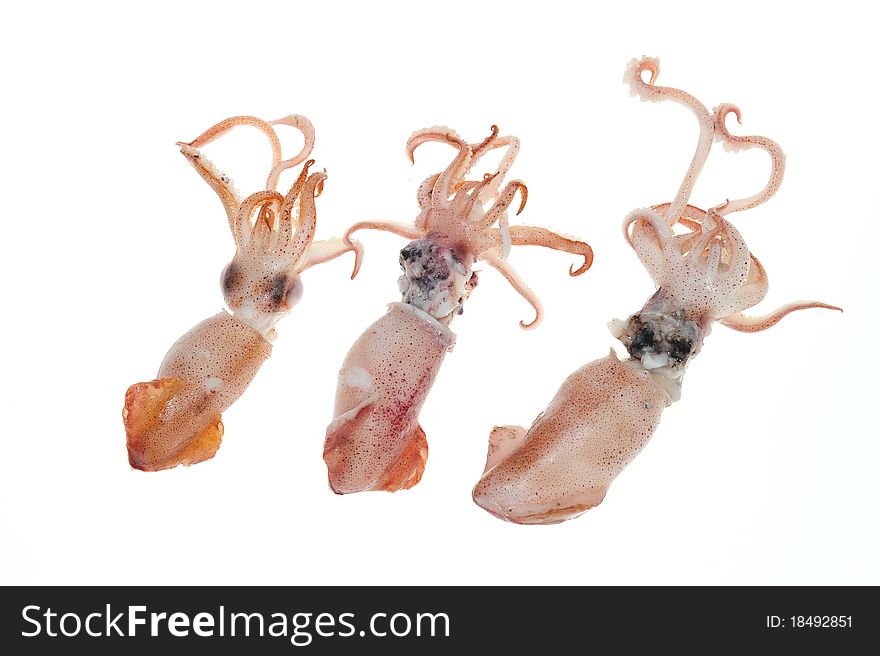 Steam Cooked Squids Isolated On A White Background
