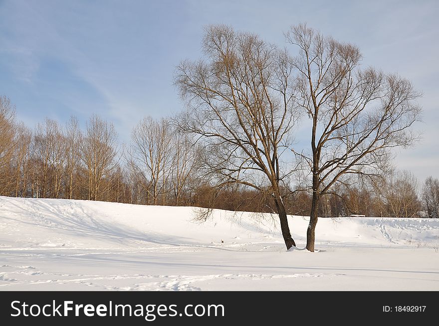 Lonely tree in a city park in the winter. Lonely tree in a city park in the winter.