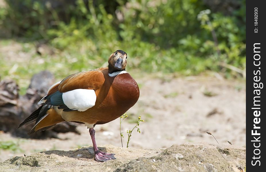 Ruddy Shelduck Hybrid standing on one leg looking at the camera