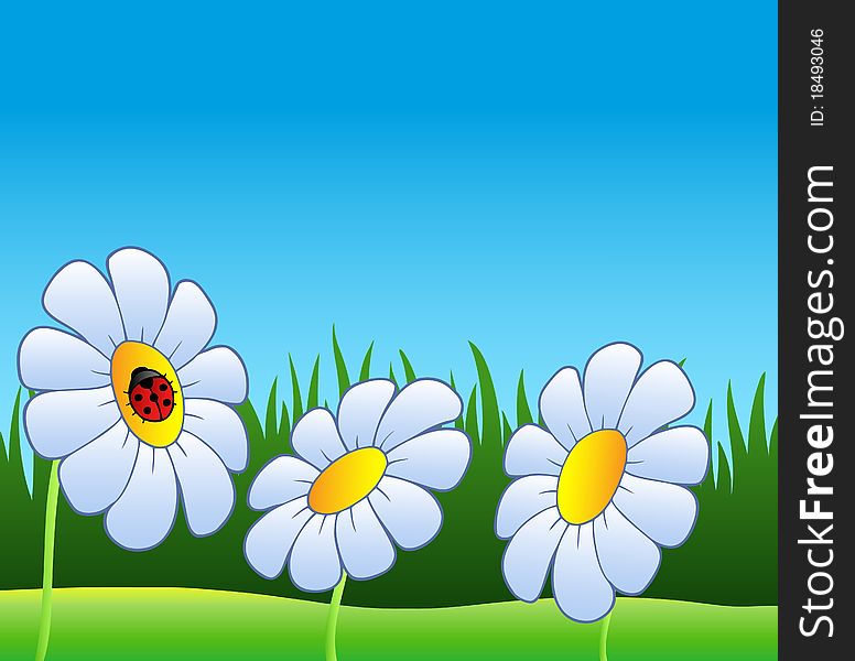 Three daisies and ladybug - illustration.