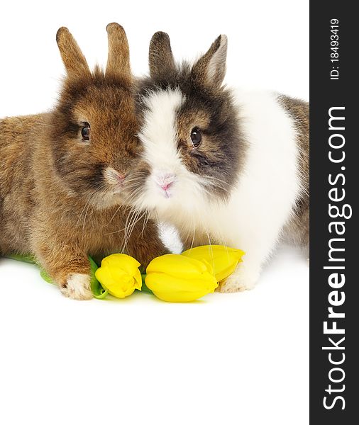 Funny pair of rabbits with tulips over white