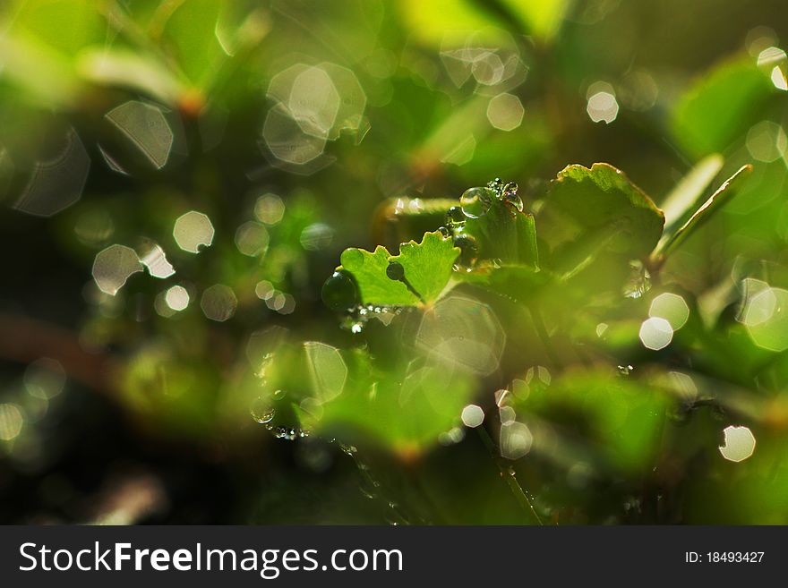 Dew drops on clover leaves