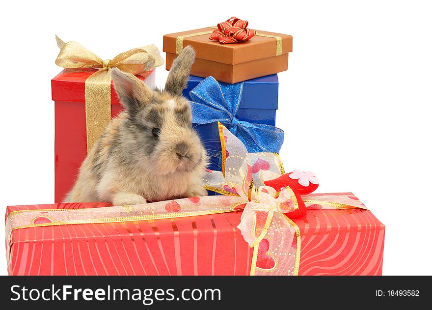 Little rabbit between the boxes with gifts, isolated on white