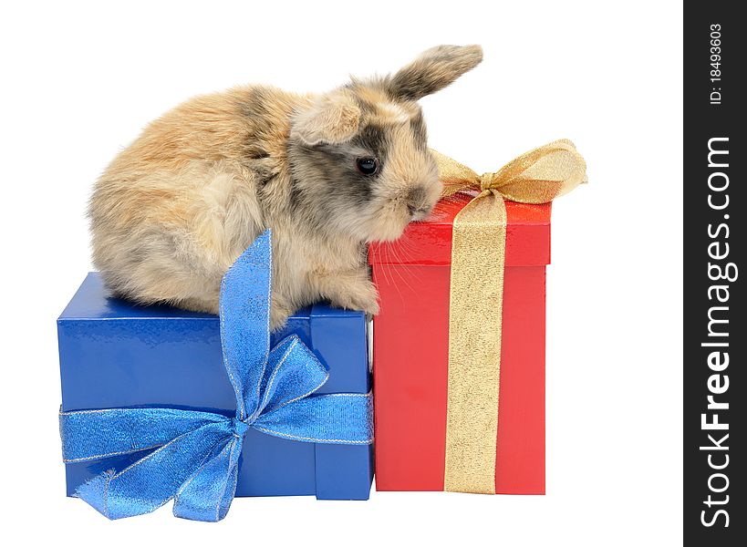 Little rabbit on the boxes with gifts