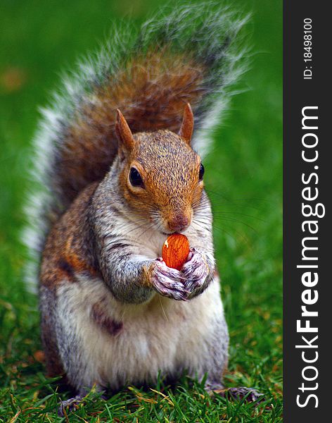 Eating eurasian red squirrel sitting on the grass, front close up. Eating eurasian red squirrel sitting on the grass, front close up