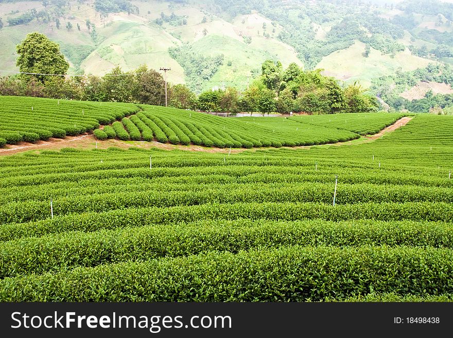 Green tea plantation in north of Thailand