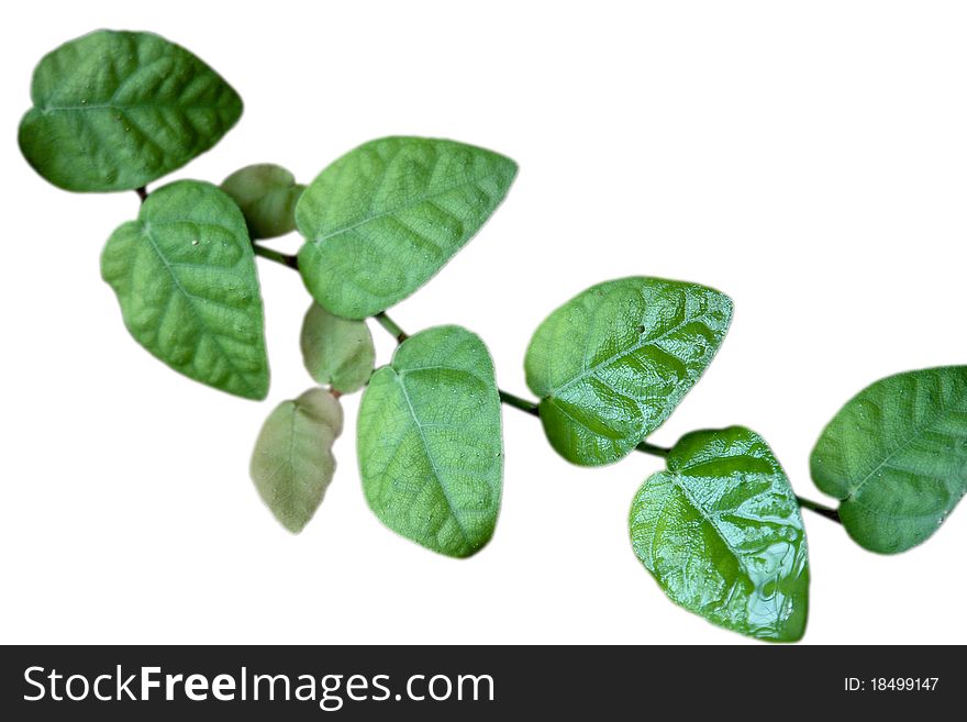 Little fresh ficus pumila leaves isolated on white,it has a creeping habit and is often used as a houseplant and it's a woody evergreen vine that is native to East Asia.