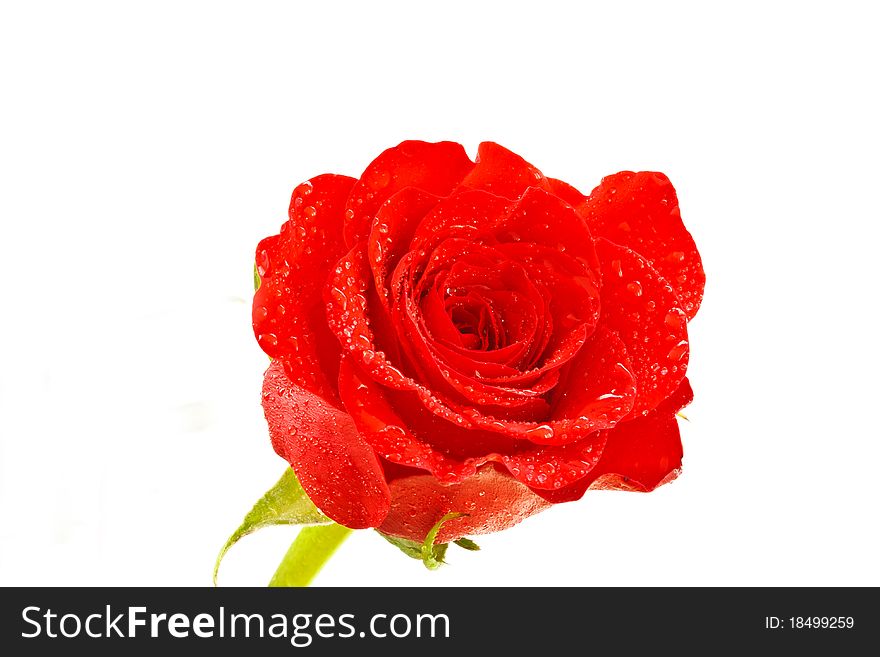 A red rose with droplets isolated on white background. A red rose with droplets isolated on white background