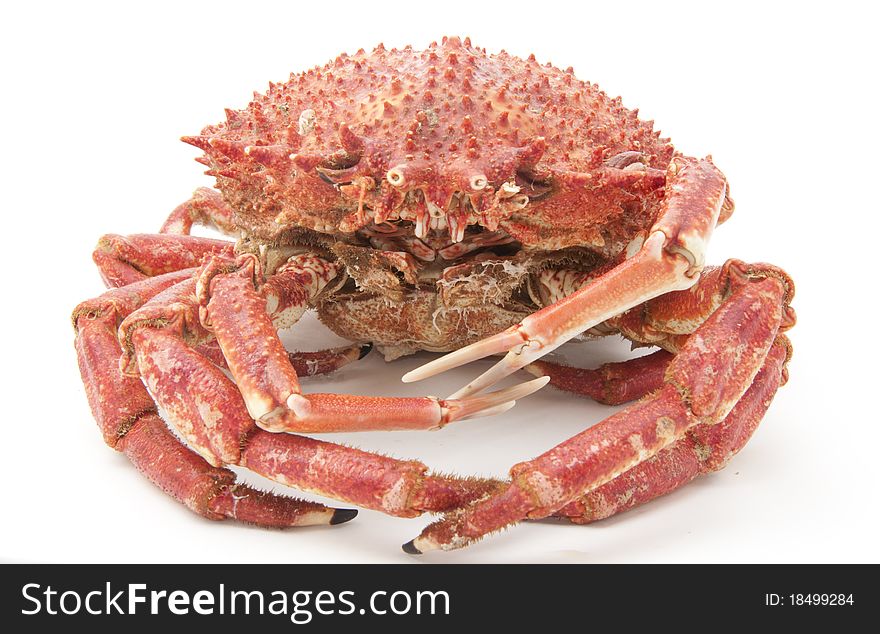 Cooked spider-crab of the ria