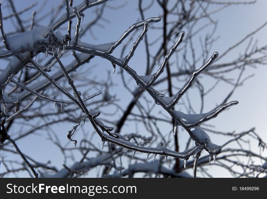 Branches of the tree in ice after the ice-rain. Branches of the tree in ice after the ice-rain.