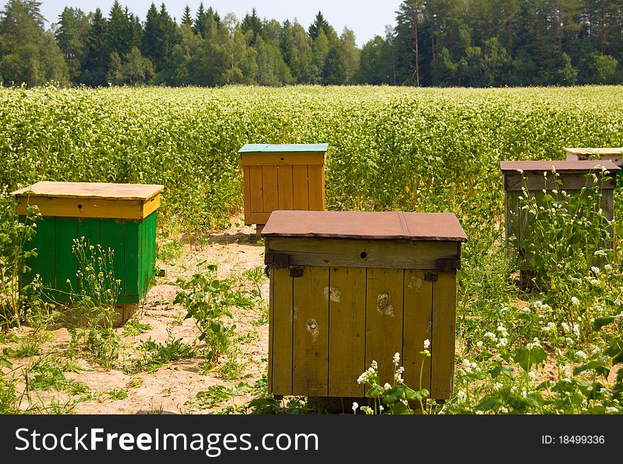 Apiary in the field on sowings of the buckwheat