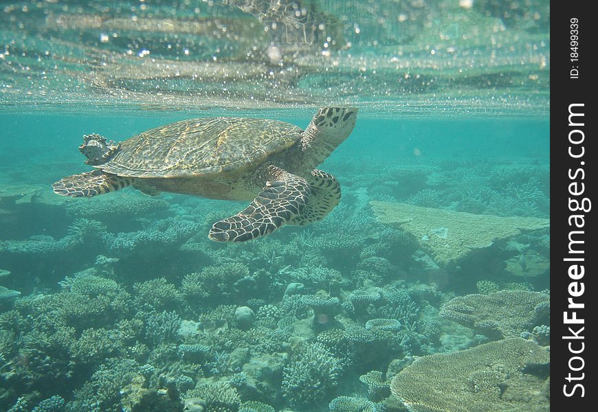 Underwater picture of a turtle in shallow water. Underwater picture of a turtle in shallow water