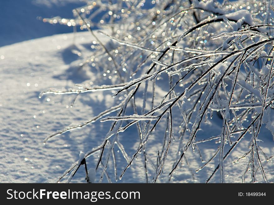 Branches of the tree in ice after the ice-rain with light spots. Branches of the tree in ice after the ice-rain with light spots.