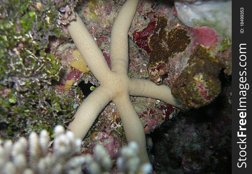 Starfish on Coral reef in the Maldives