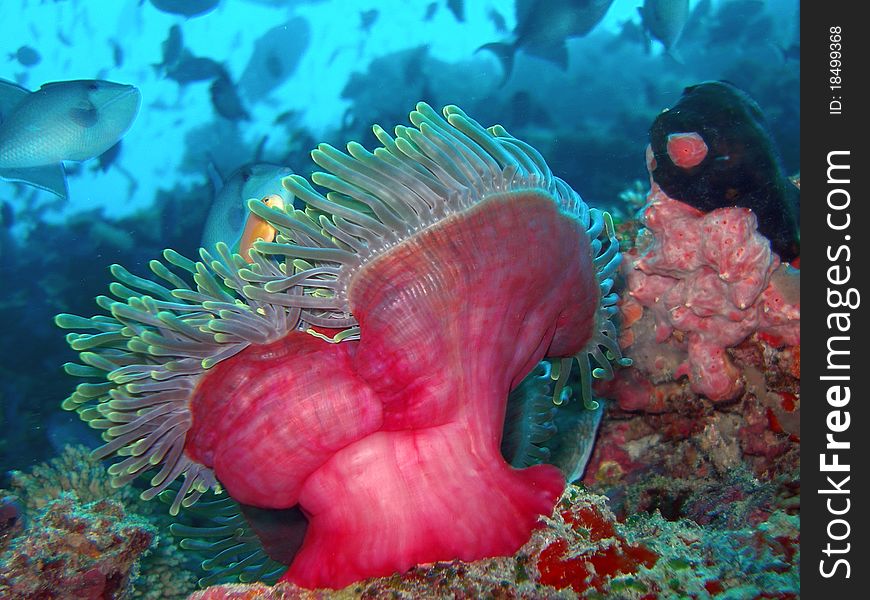 Beautiful Red Reef Life
