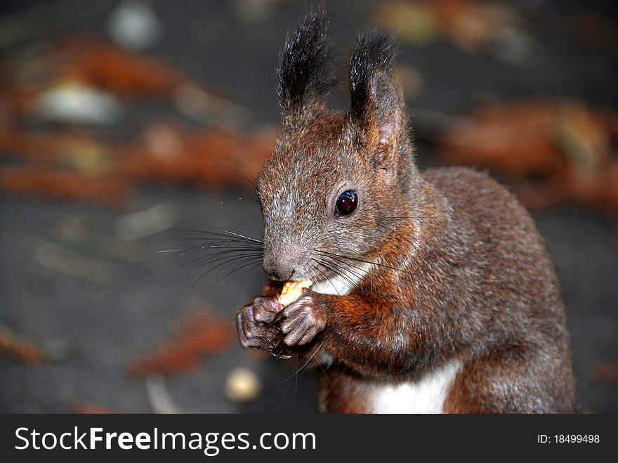 Image of a squirrel eating a nut