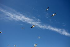 Seagulls Stock Photos
