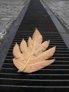 Lonely Leaf On Metal Grills Stock Photo Lonely Leaf On Metal Grills Stock Photo