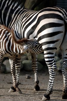 Zebra Feeding Stock Photo