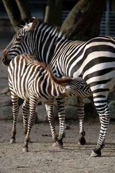 Zebra Fedding Stock Photos