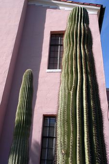 Tall Cacti Royalty Free Stock Photography