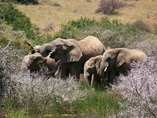 Elephants Stock Photography Elephants Stock Photography