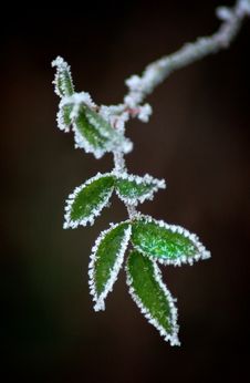 Frozen Leaves Royalty Free Stock Photography Frozen Leaves Royalty Free Stock Photography