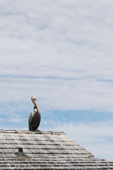 Pelican On Roof Top Stock Image Pelican On Roof Top Stock Image