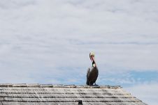 Pelican On Roof Top Royalty Free Stock Photography Pelican On Roof Top Royalty Free Stock Photography
