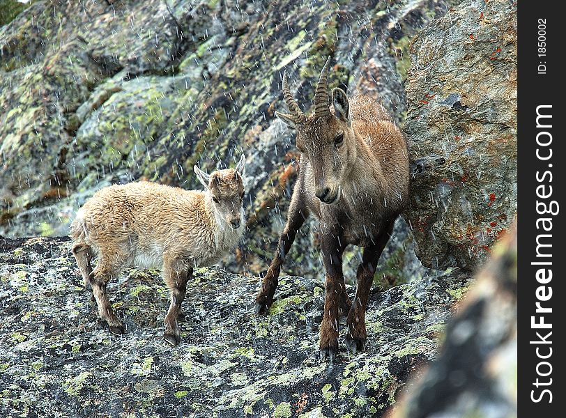 Alpine Ibex (Capra ibex), female and baby, val Veny, West Alps, Italy. Alpine Ibex (Capra ibex), female and baby, val Veny, West Alps, Italy